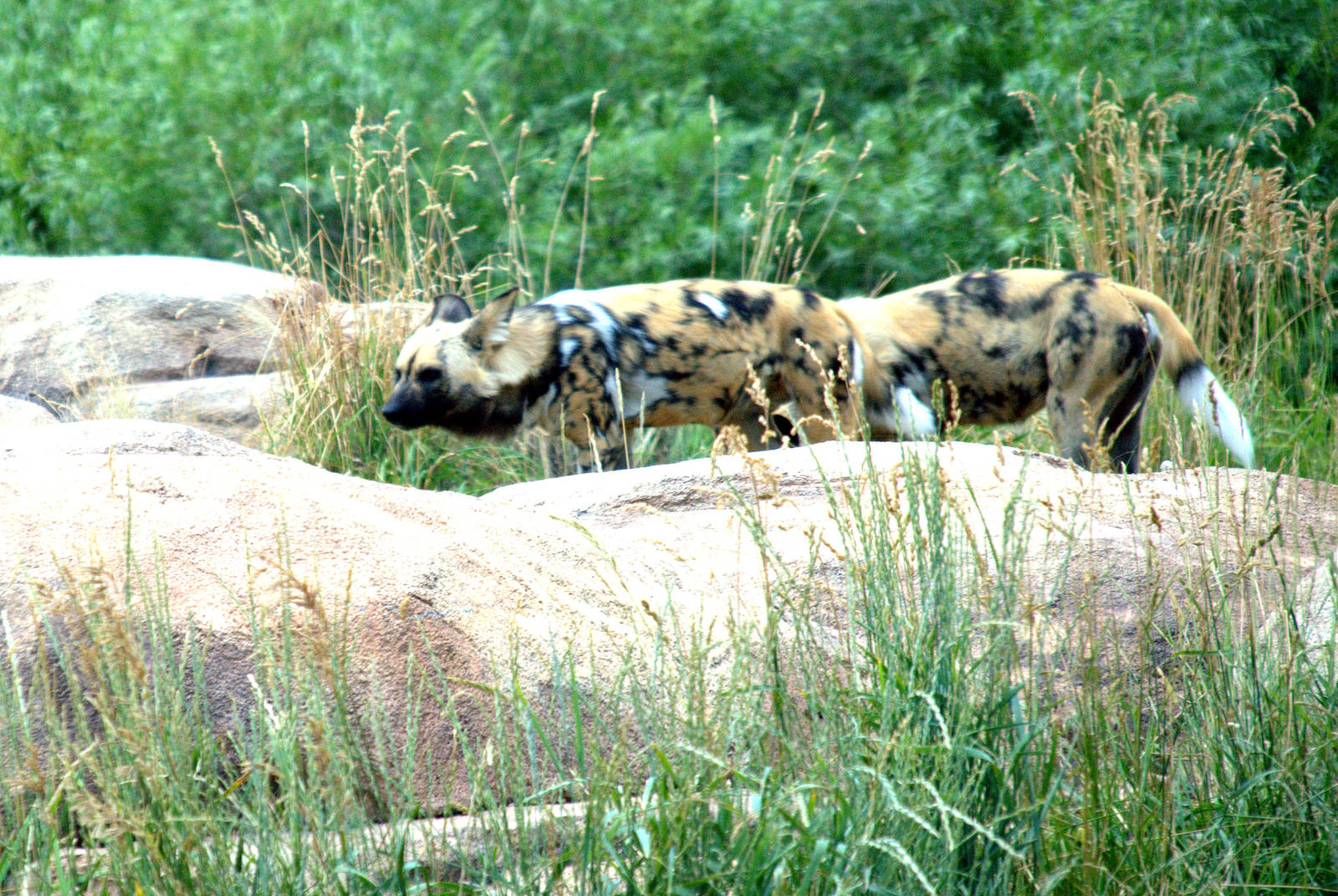 African wild dog