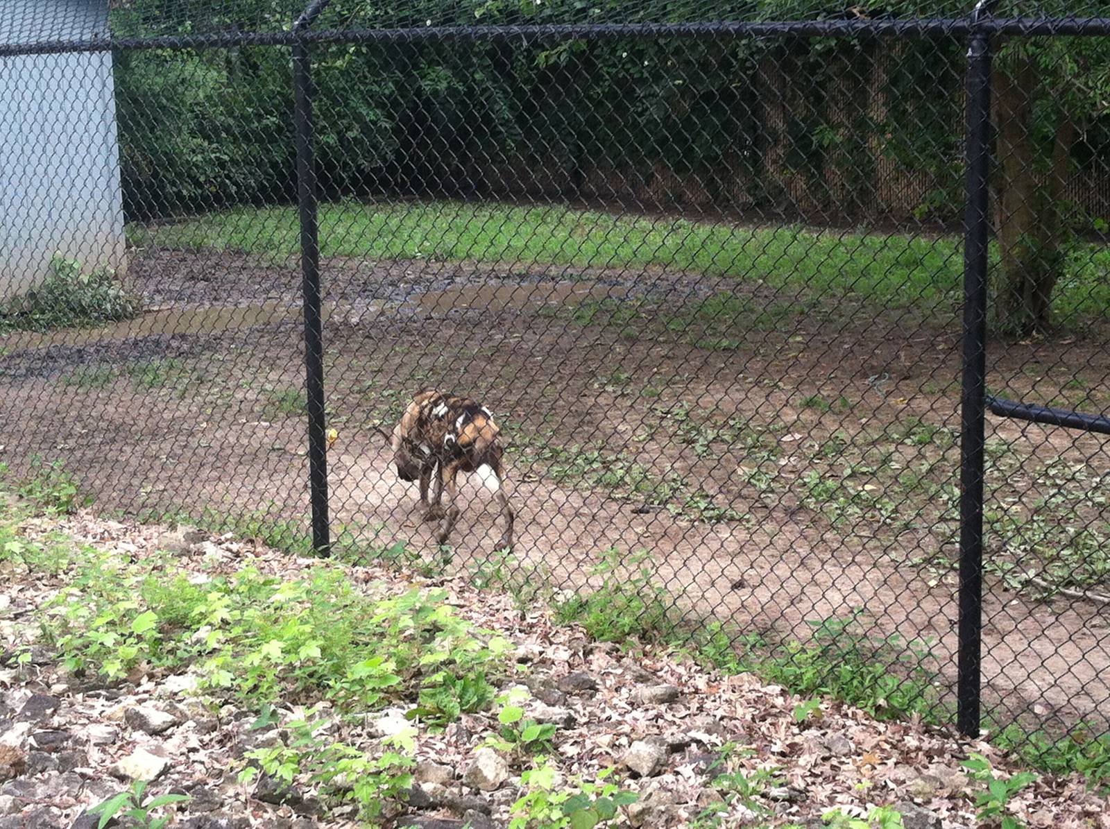 African Wild Dog