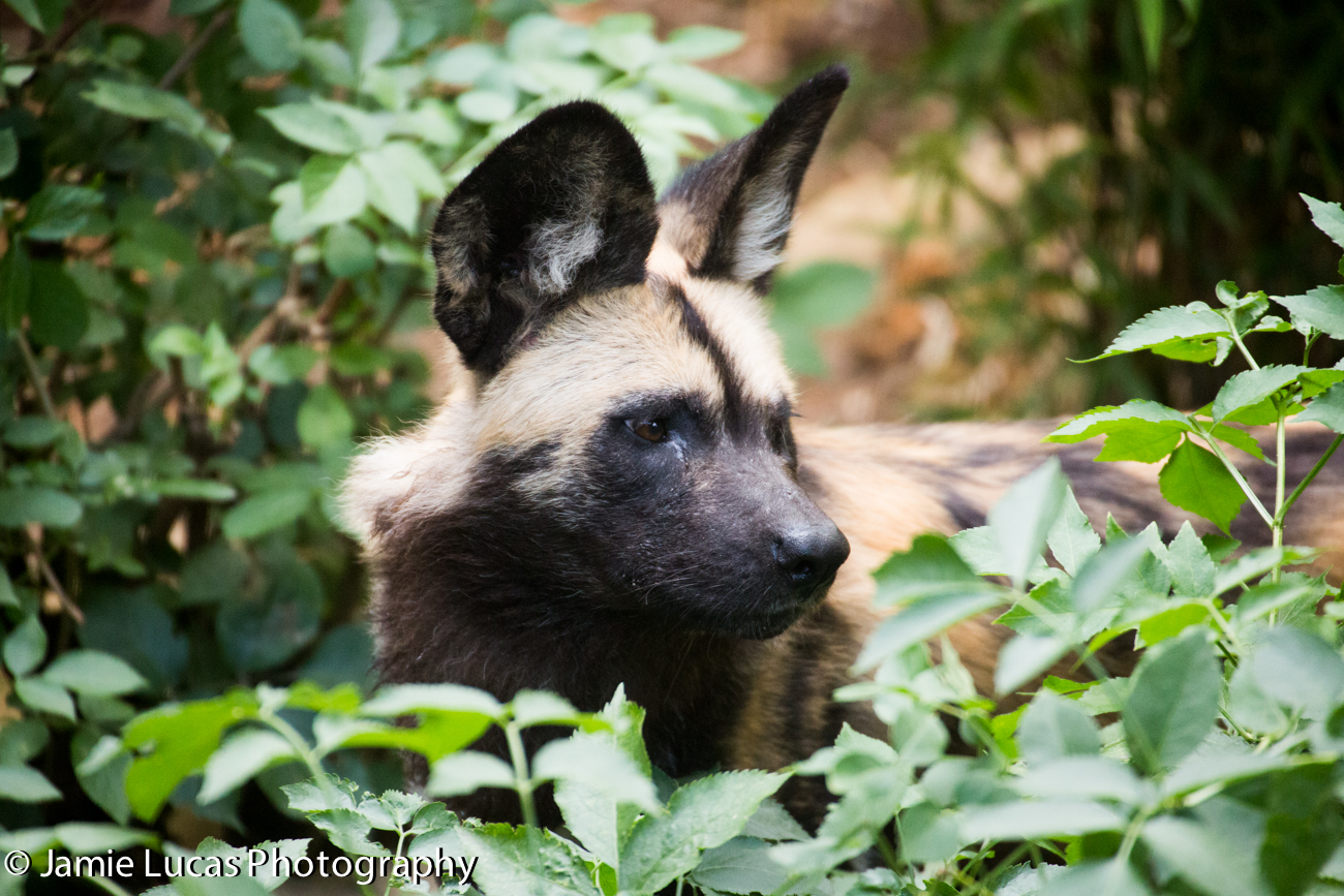 African Wild Dog