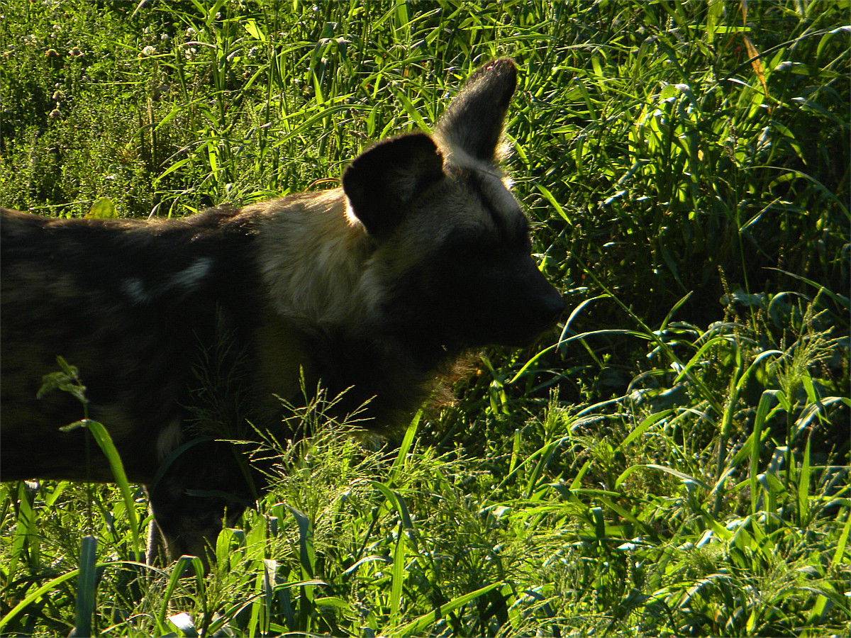 African wild dog