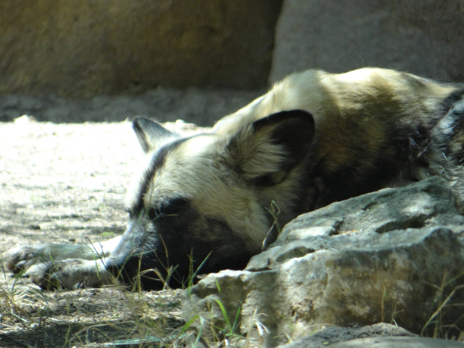 African wild dog
