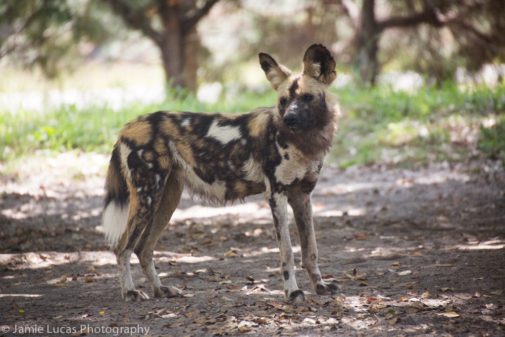 African Wild Dog