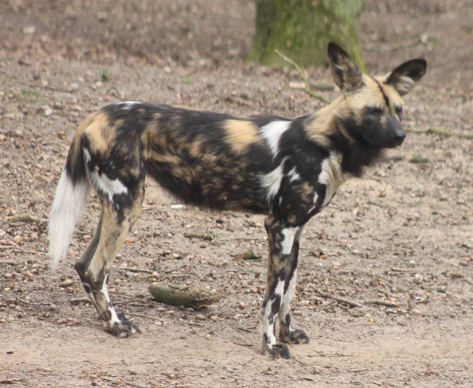 African wild dog