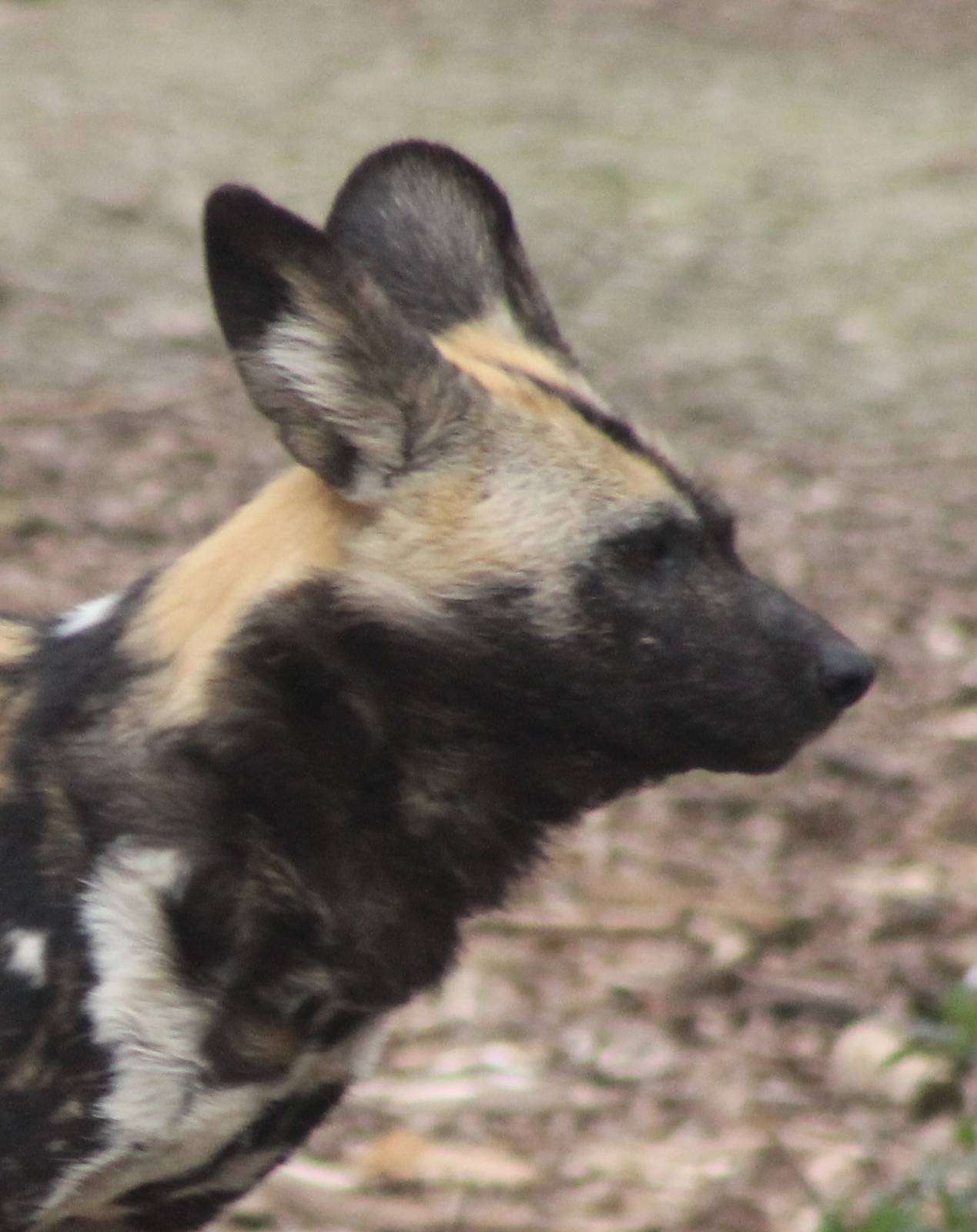 African wild dog