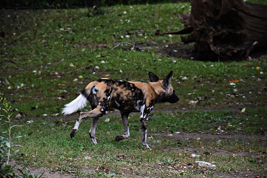 African Wild Dog