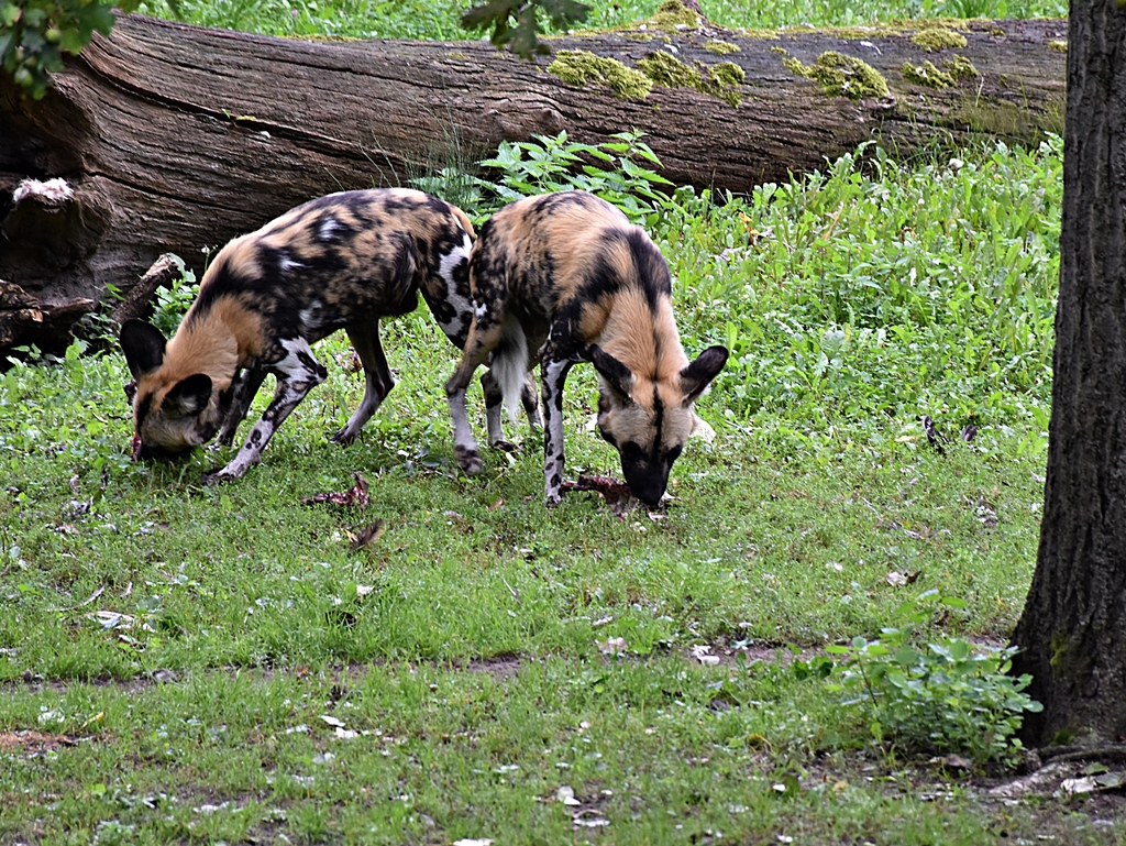African Wild Dog