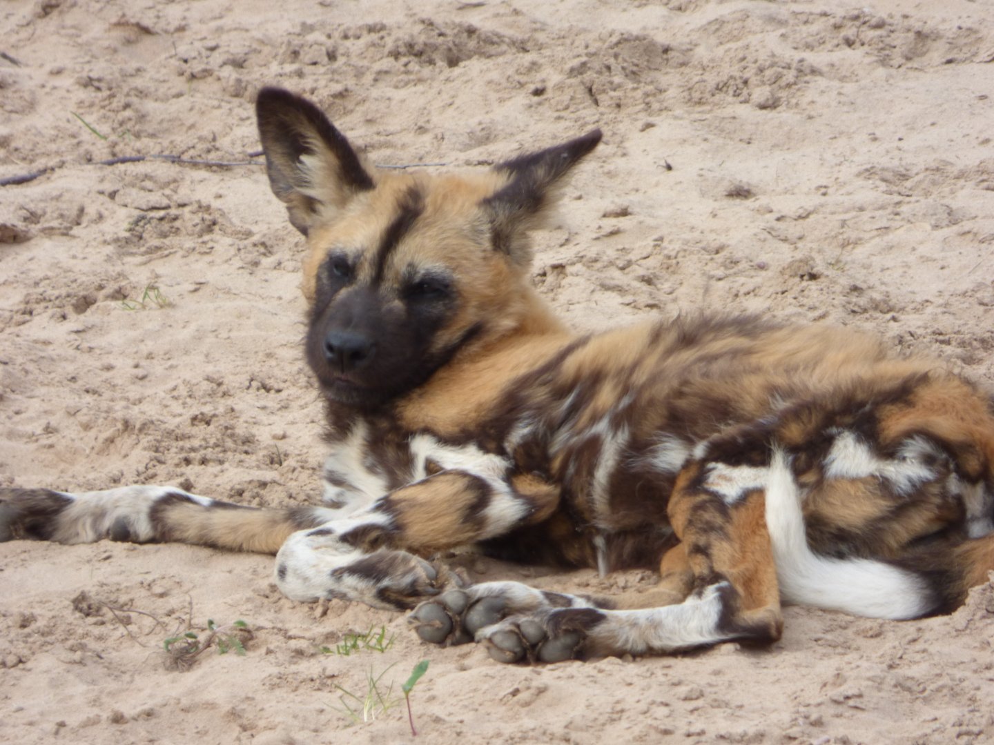 African Wild dog