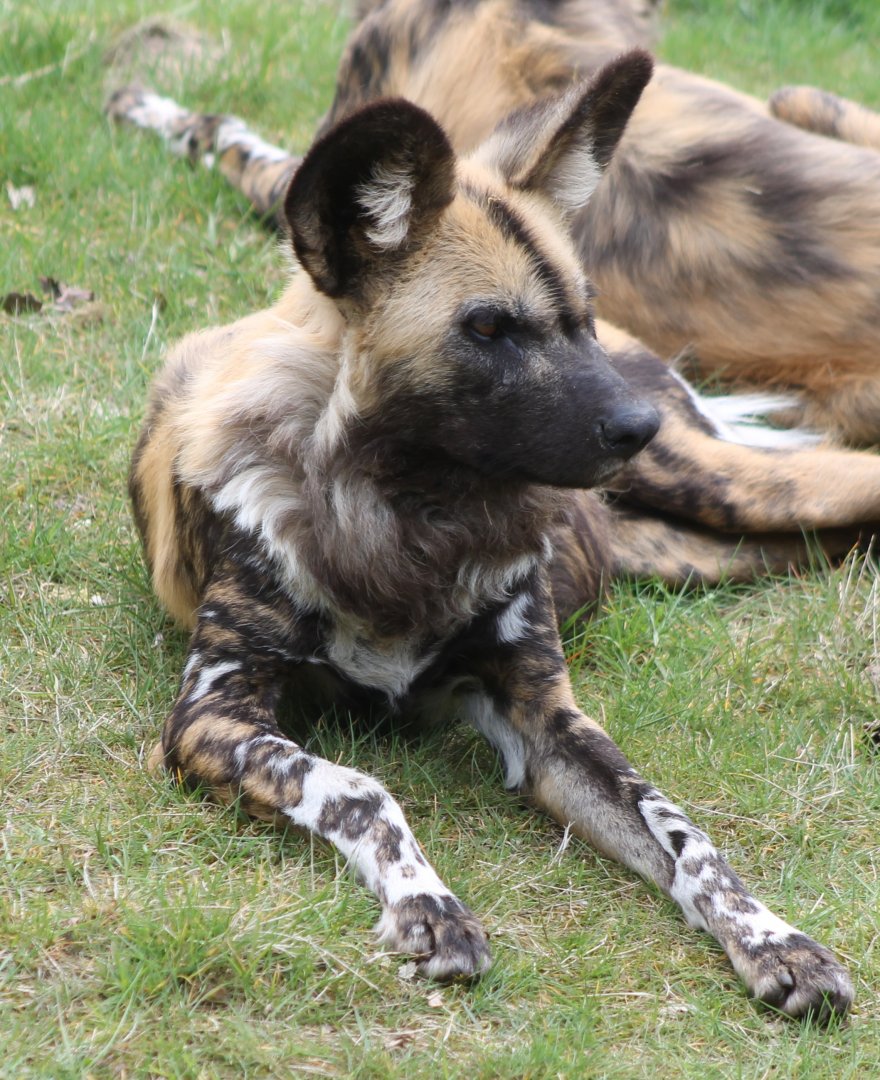 African wild dog