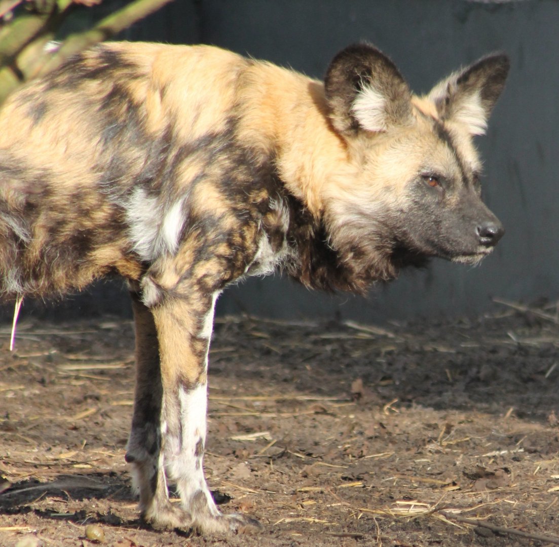 African wild dog