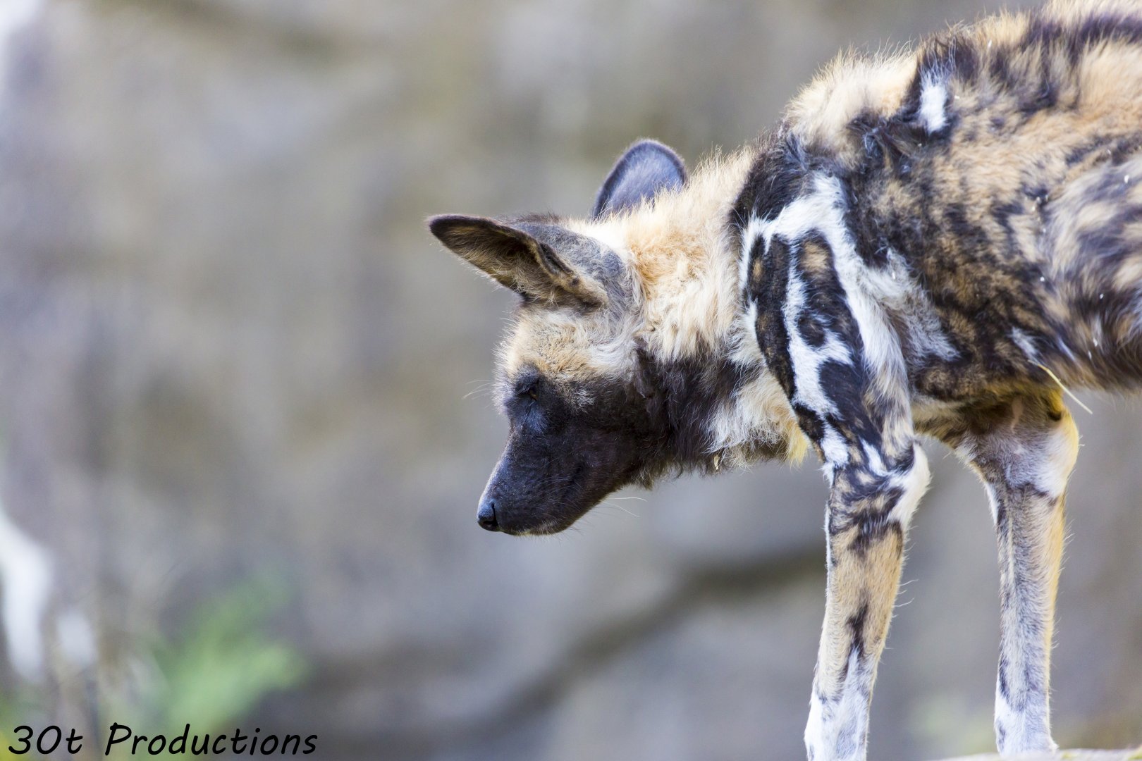 African Wild Dog