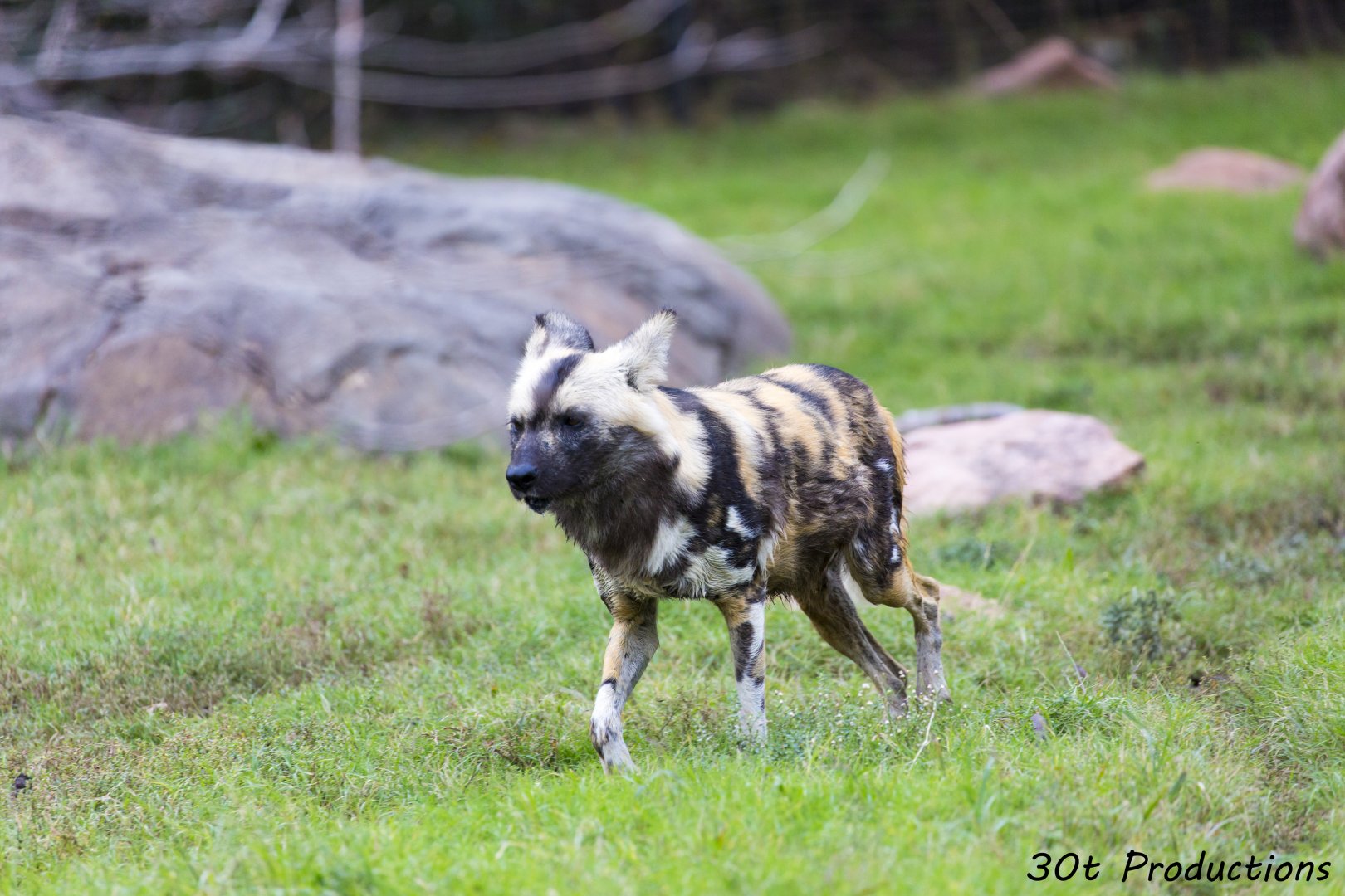 African Wild Dog