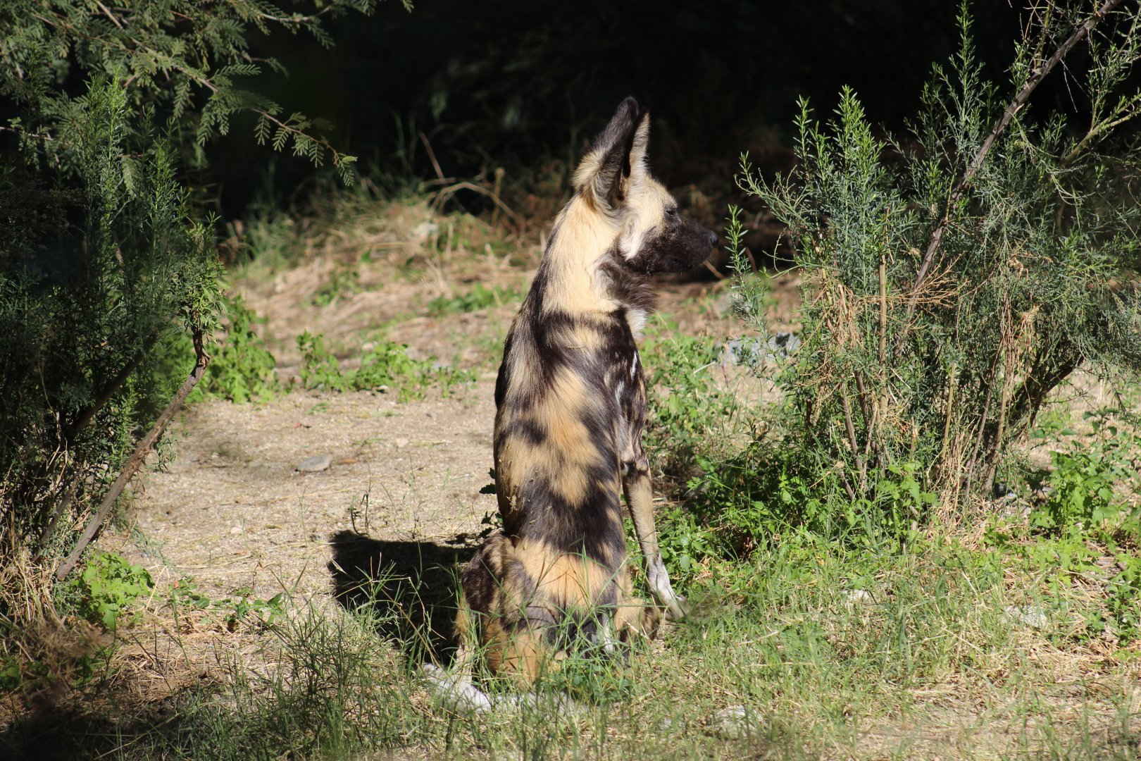 African Wild Dog