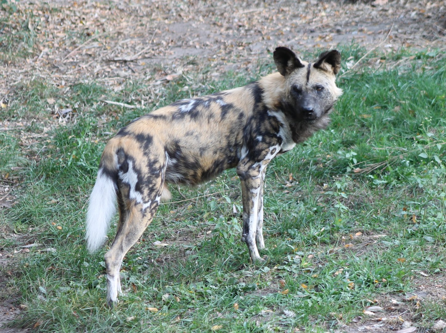 African wild dog