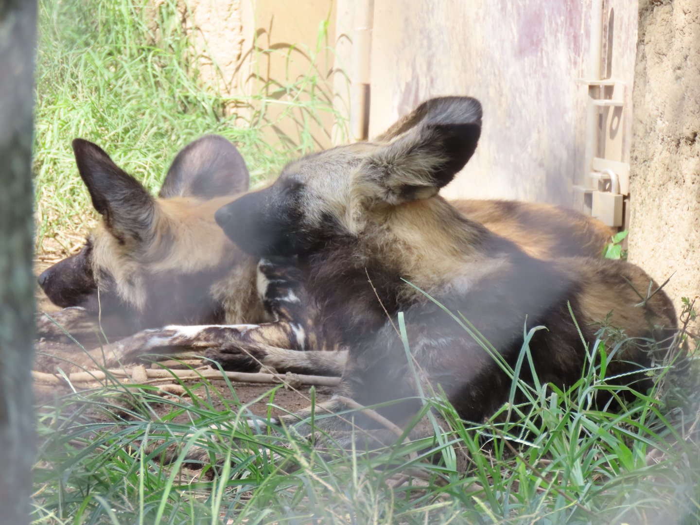 African wild dog