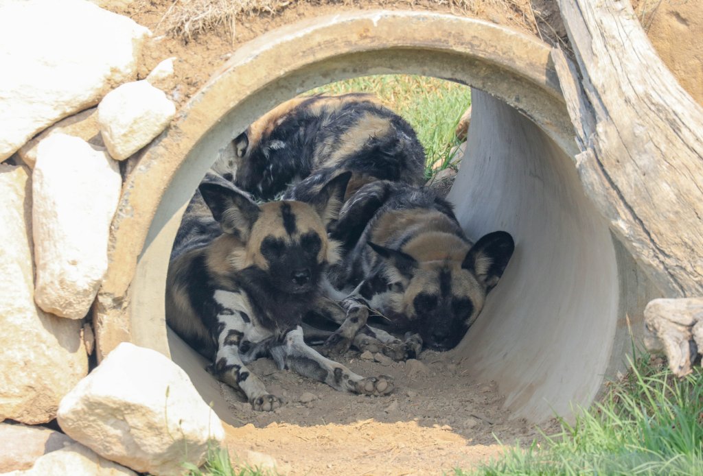 African Wild Dog