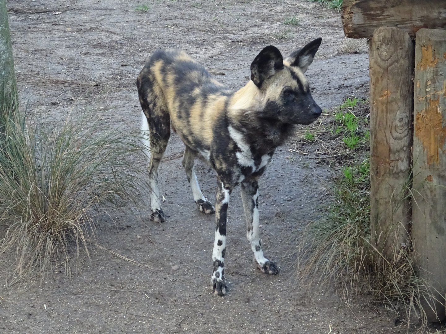 African Wild Dog