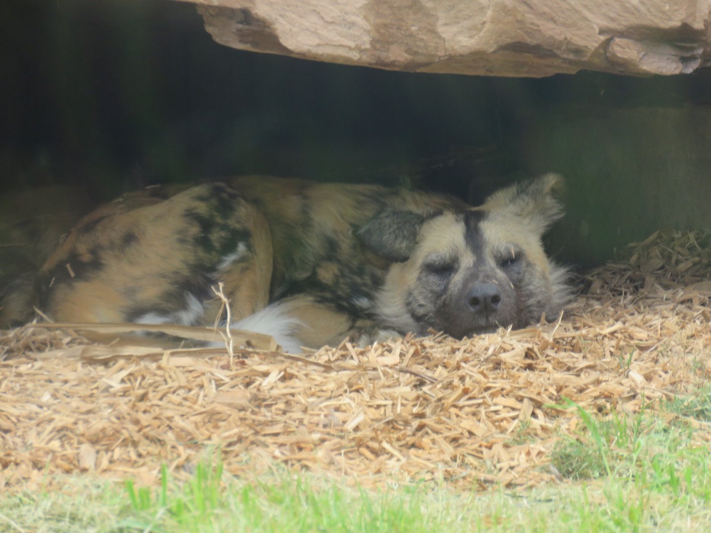 African Wild Dog