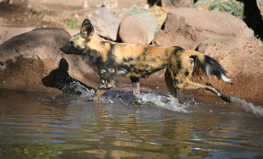 african wild dog