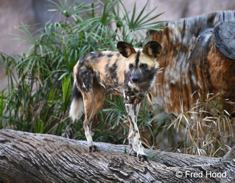 african wild dog
