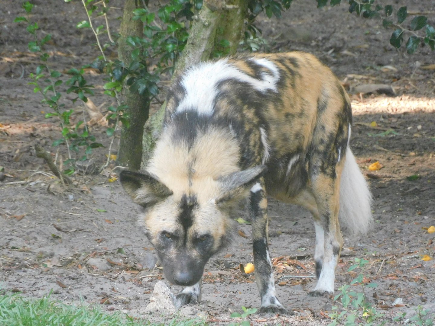 African wild dog