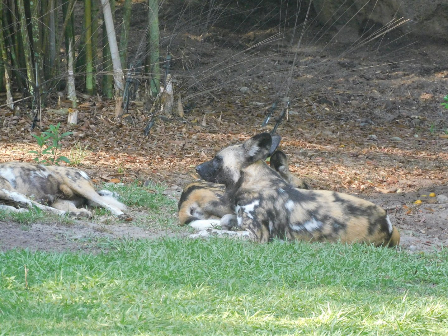 African wild dog