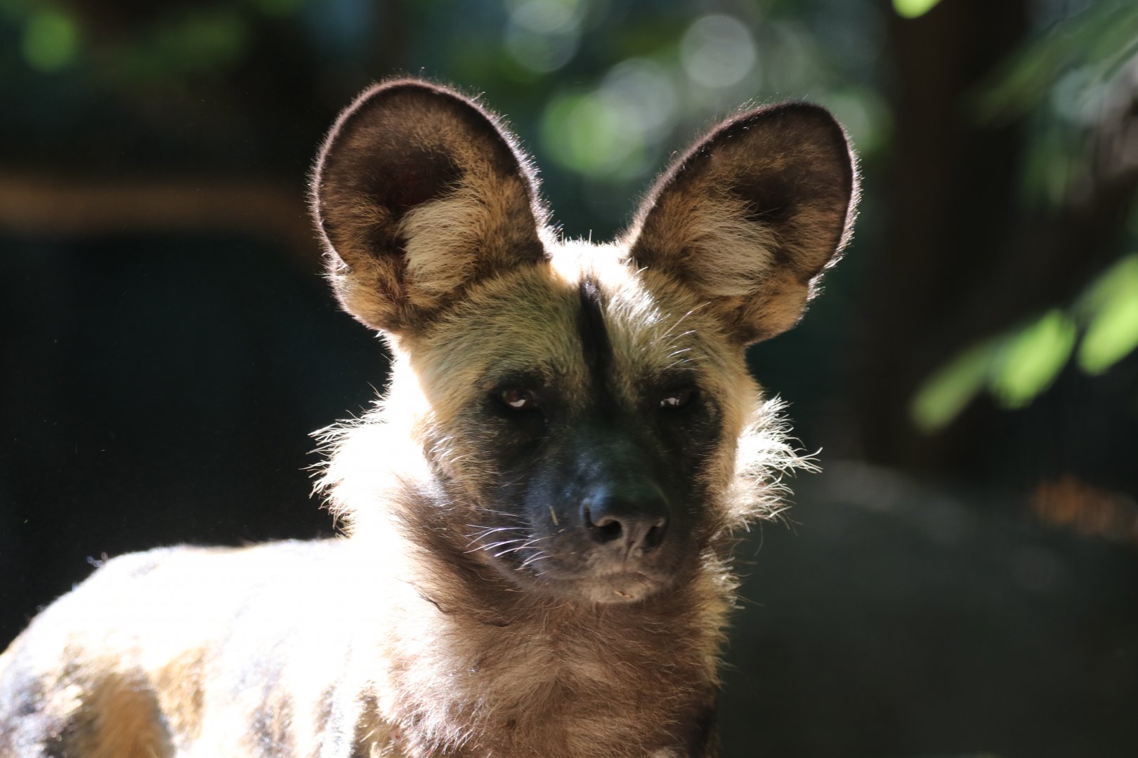 African wild dog