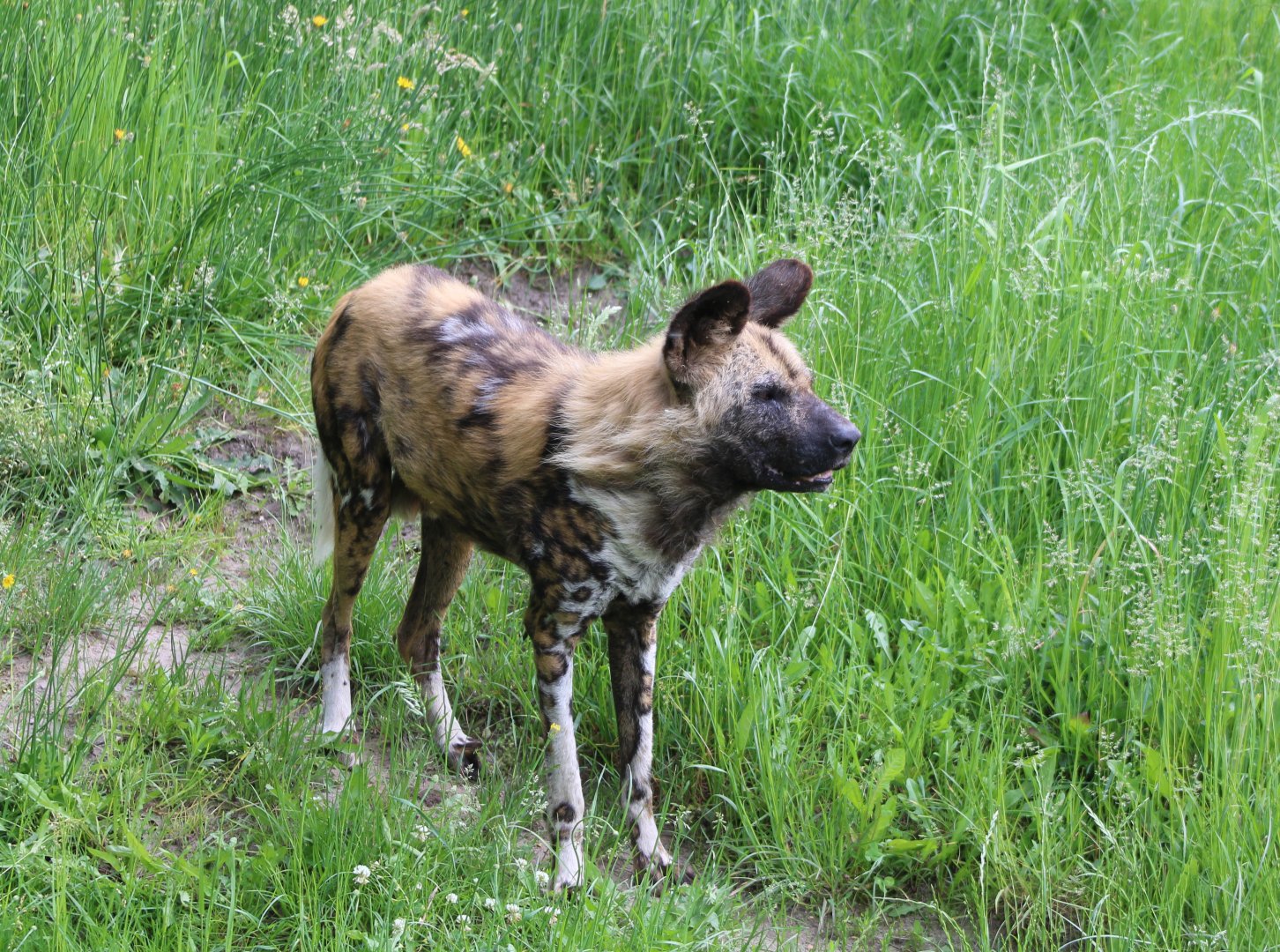 African wild dog