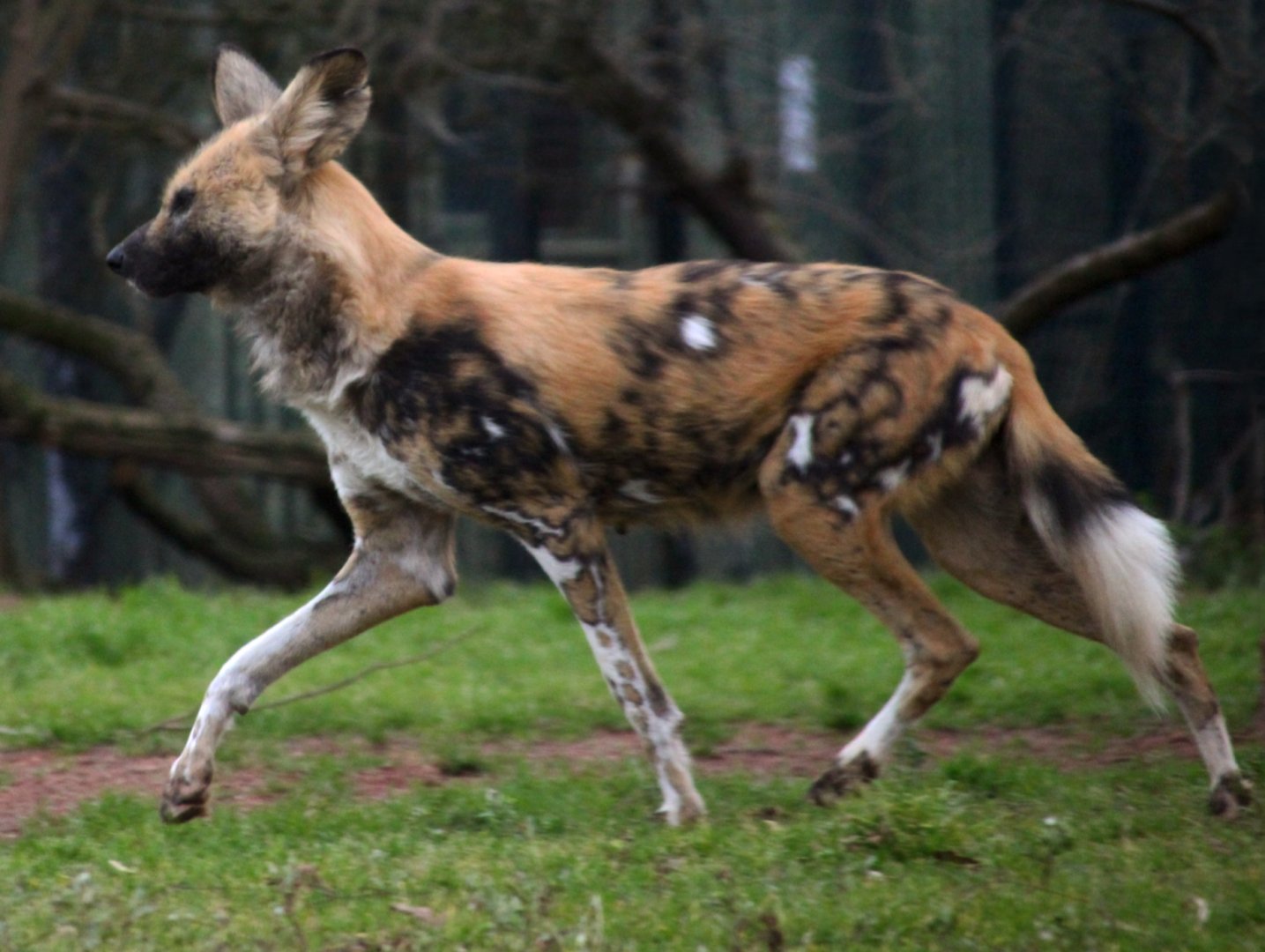 African Wild Dog