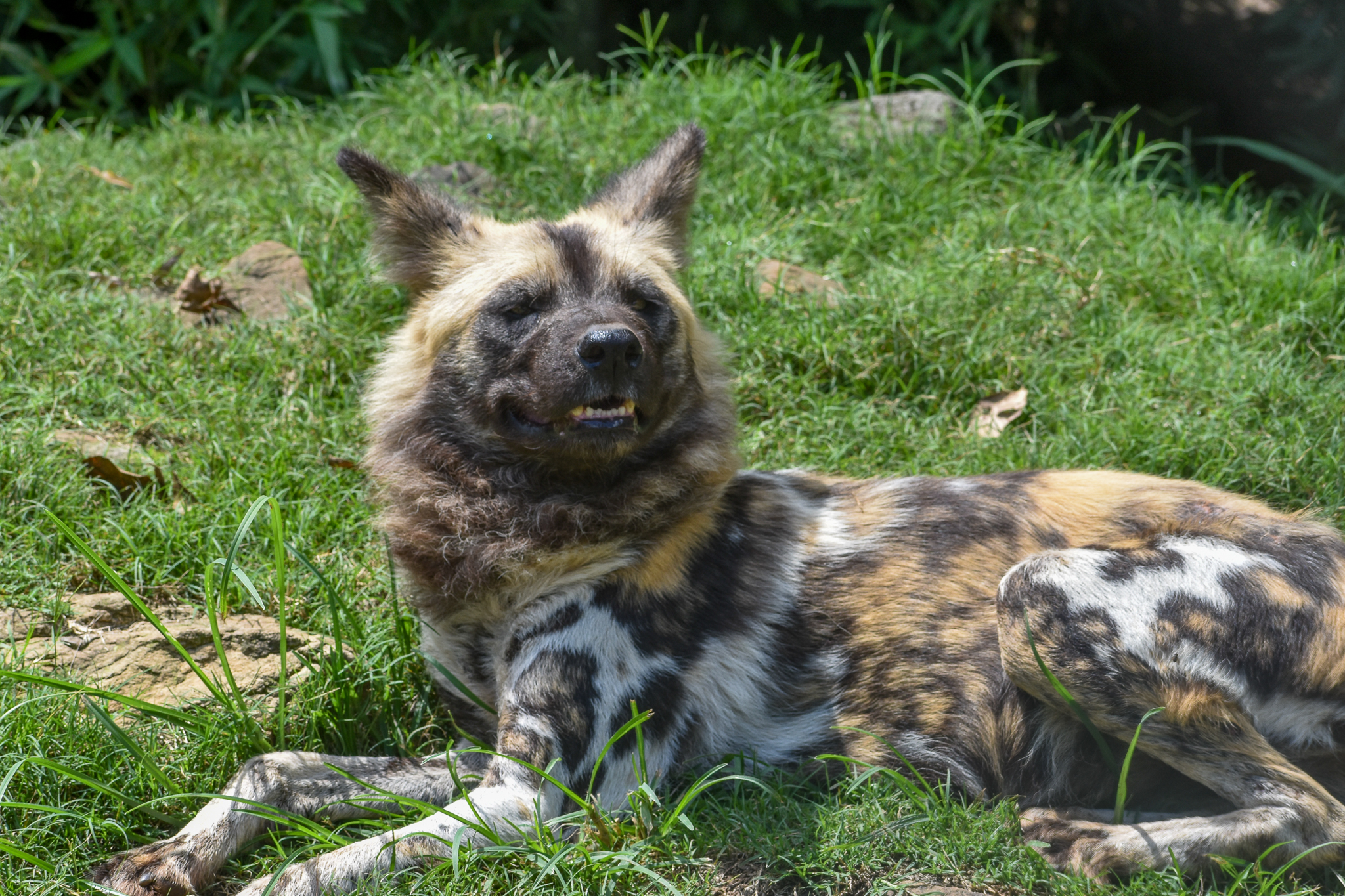 African Wild Dog