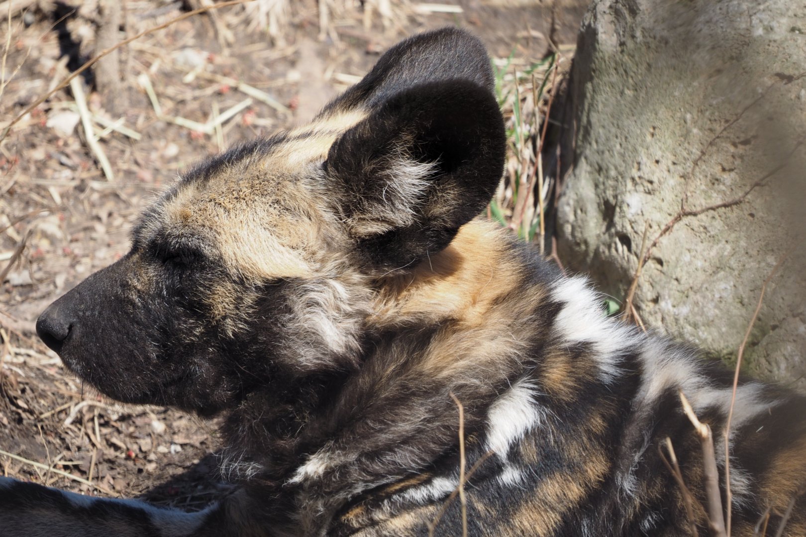African wild dog