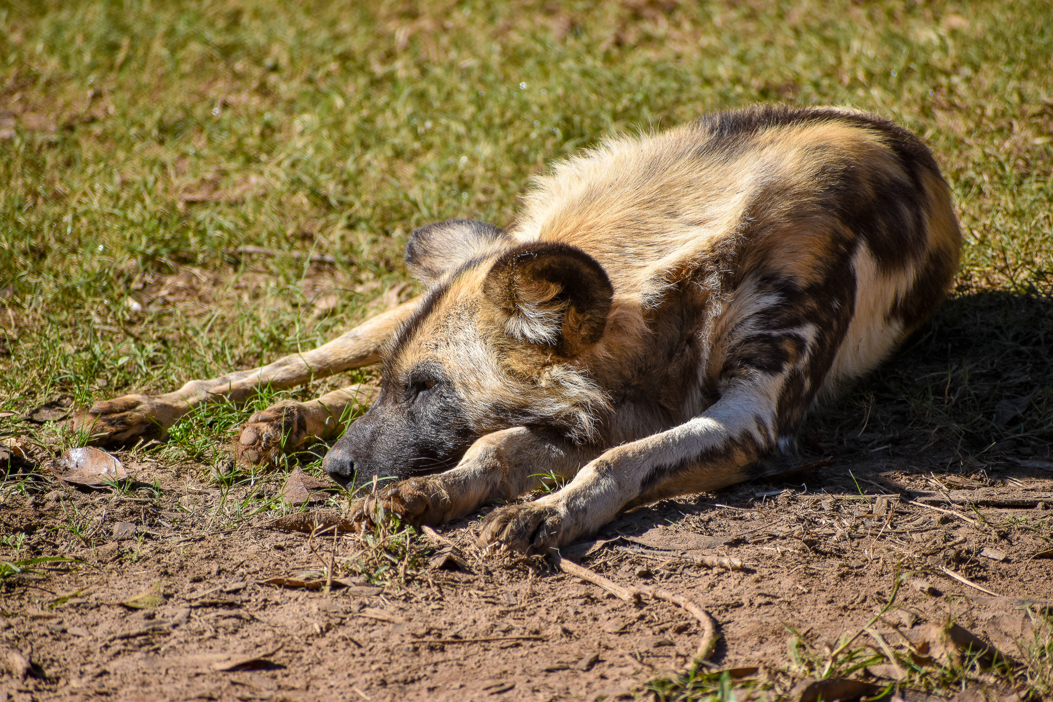 African Wild Dog