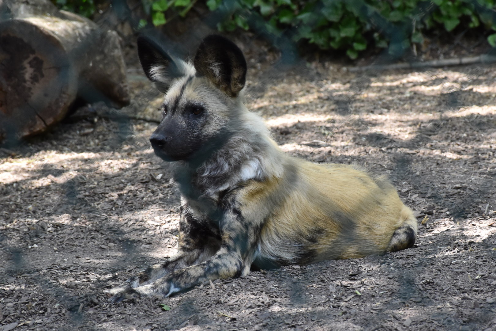 African Wild dog