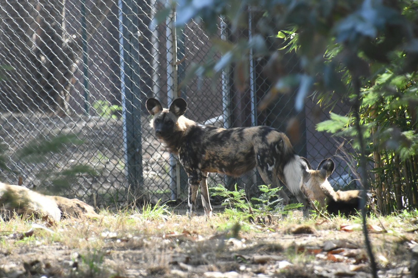 African Wild Dog