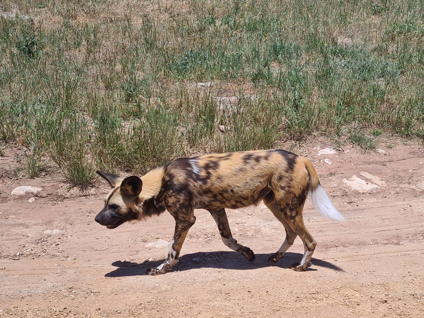 African Wild Dog