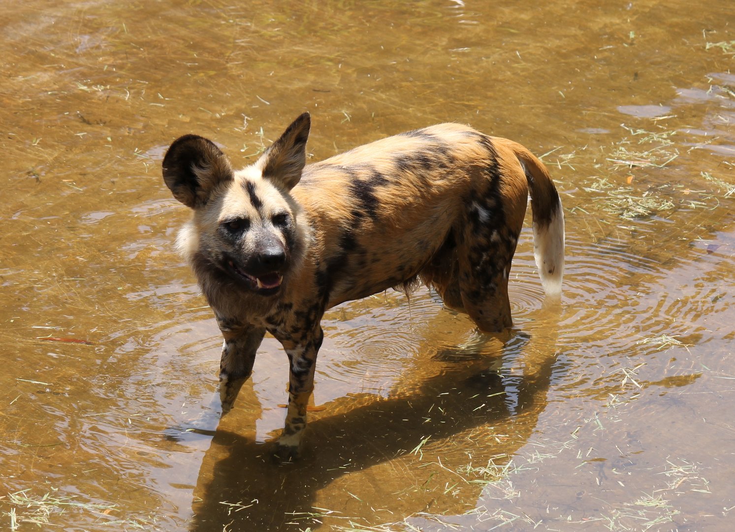 African Wild Dog