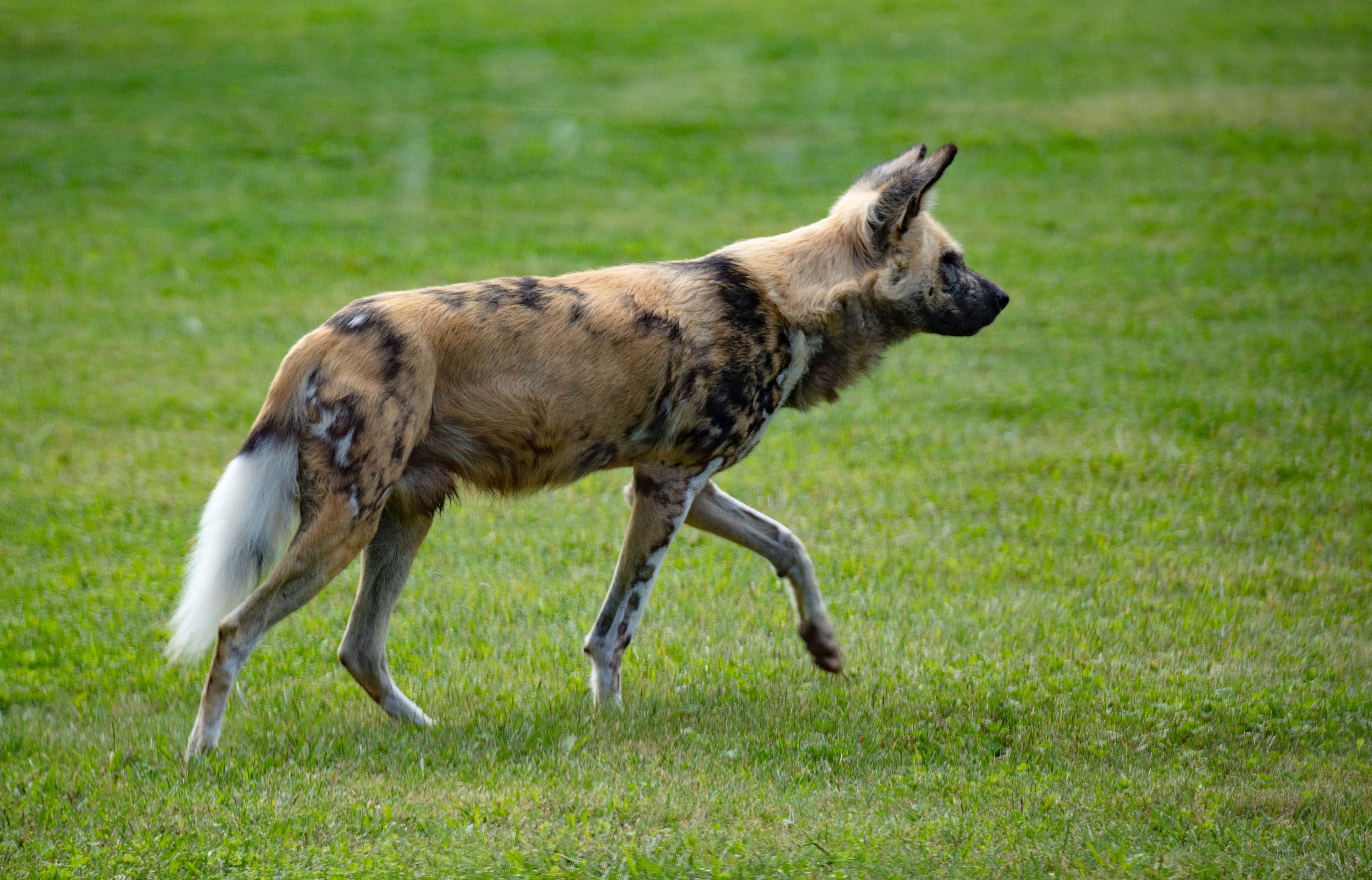 African Wild Dog