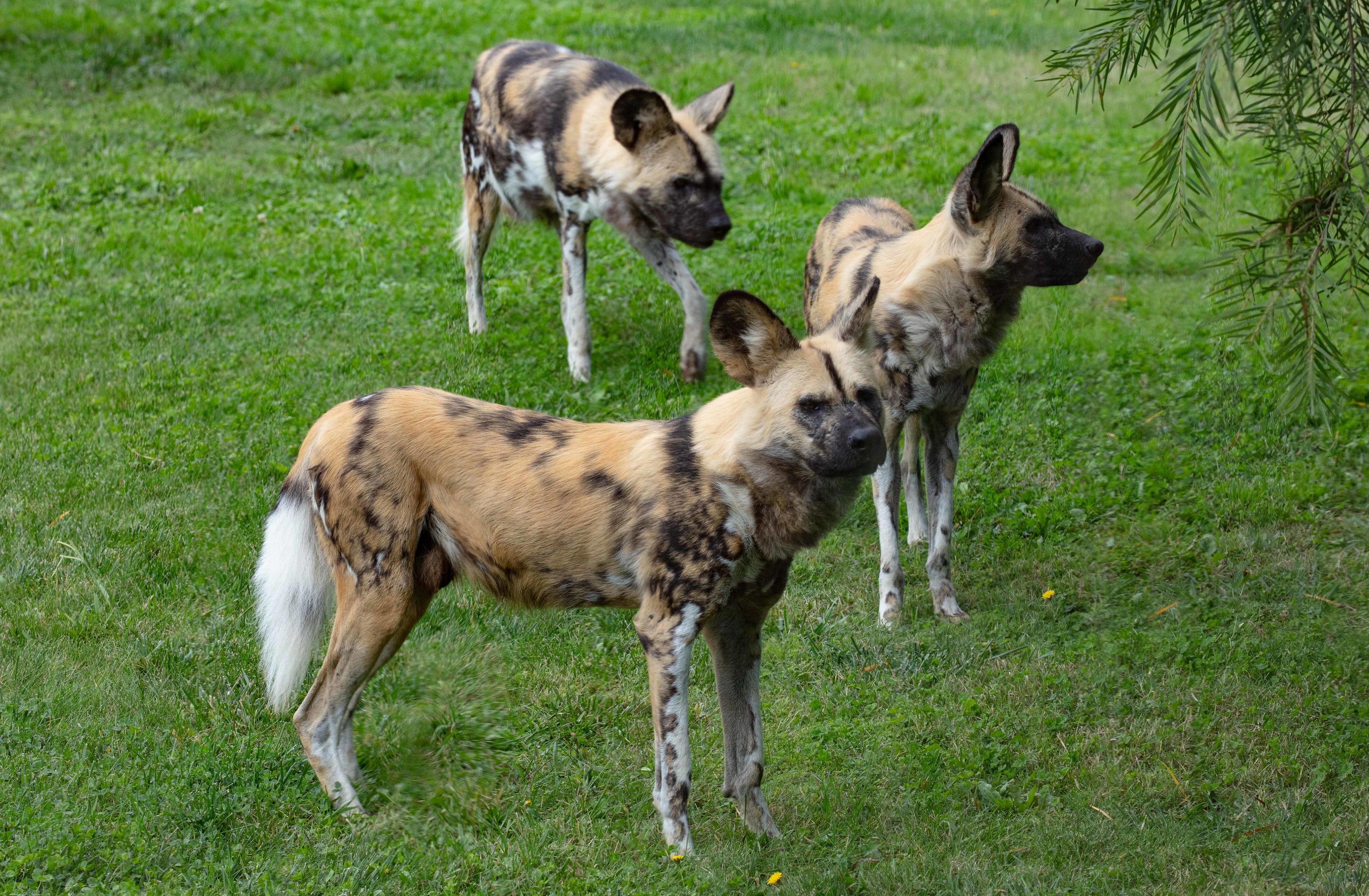 African Wild Dog