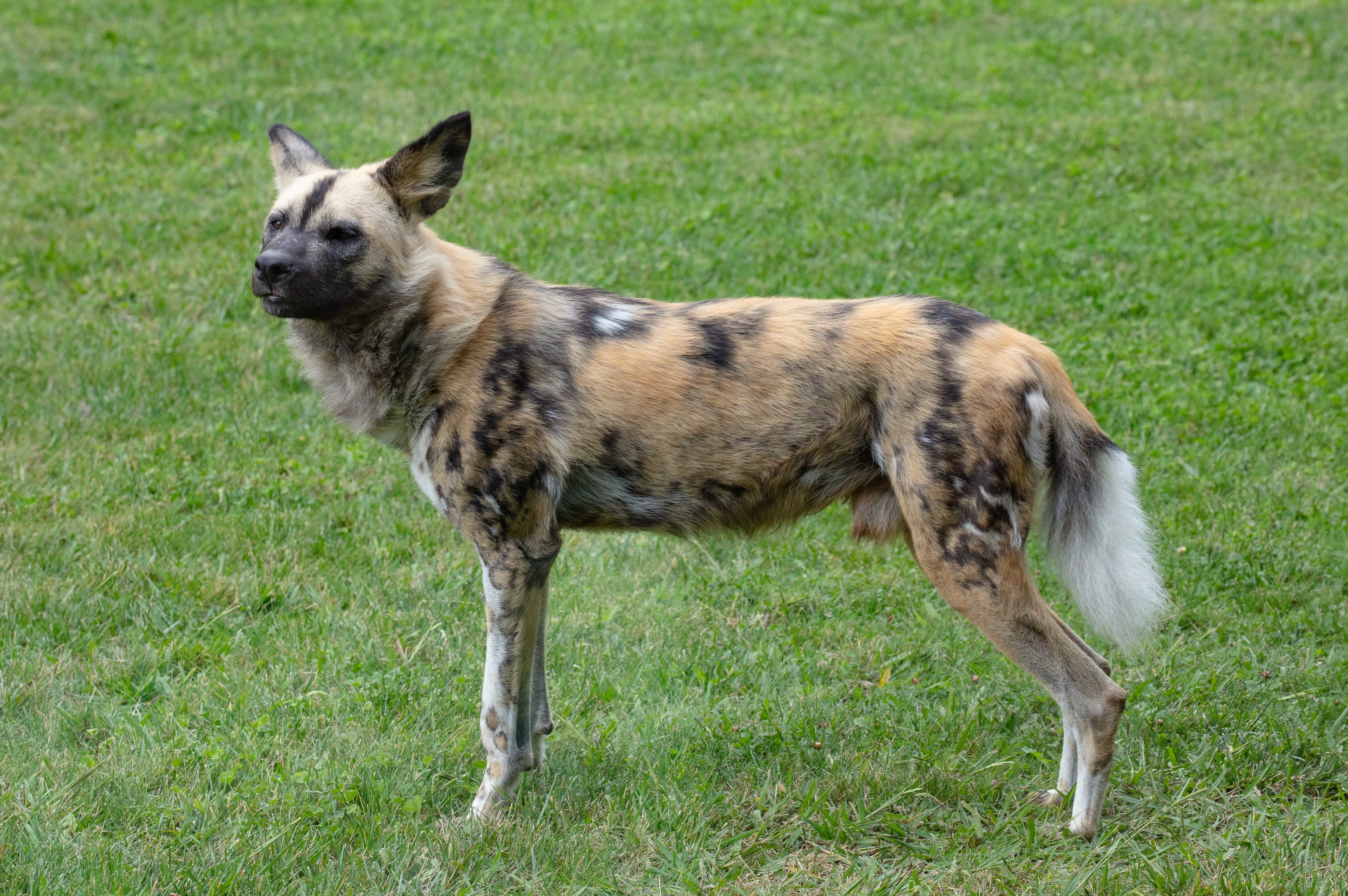 African Wild Dog