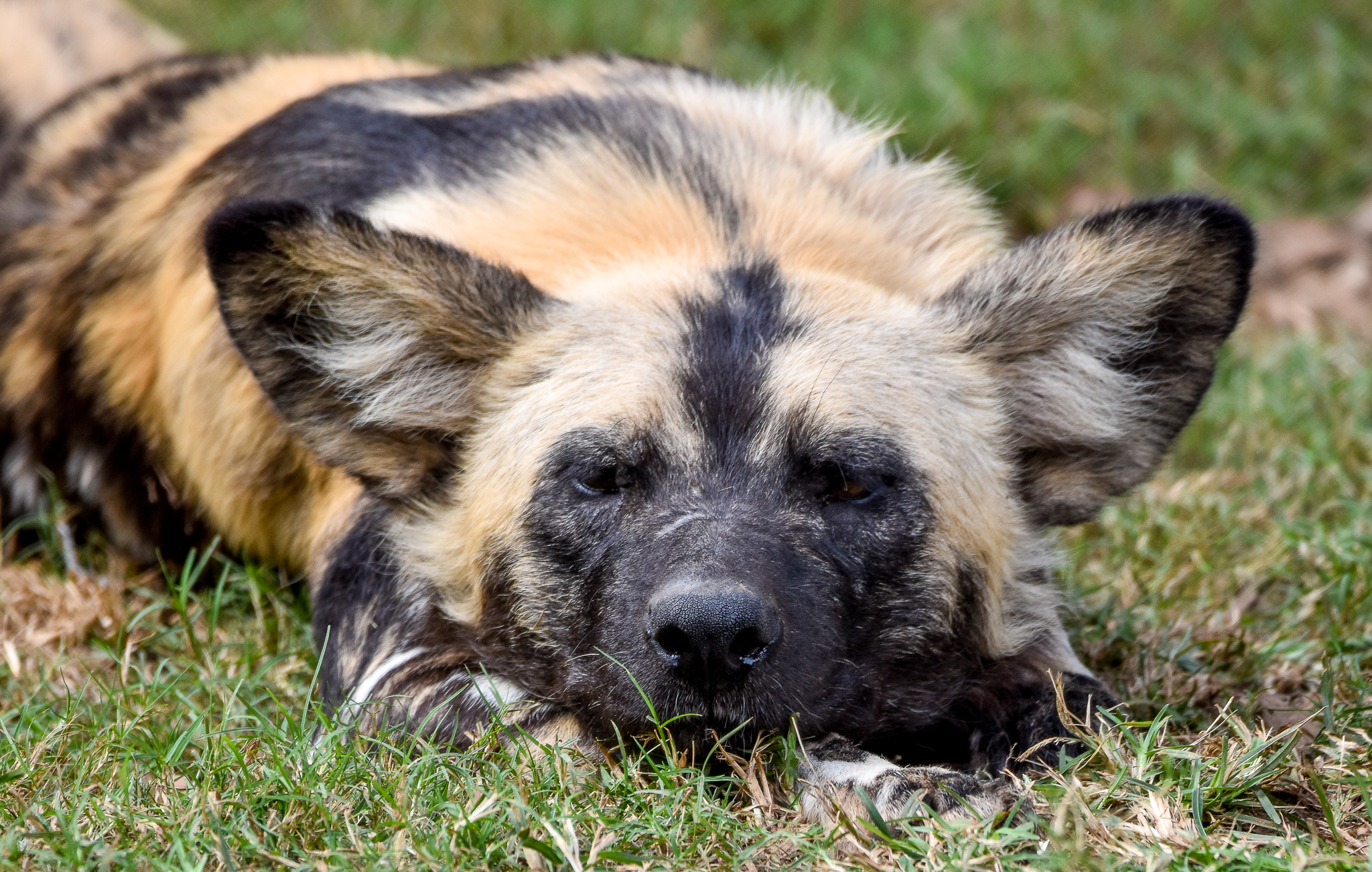 African Wild Dog