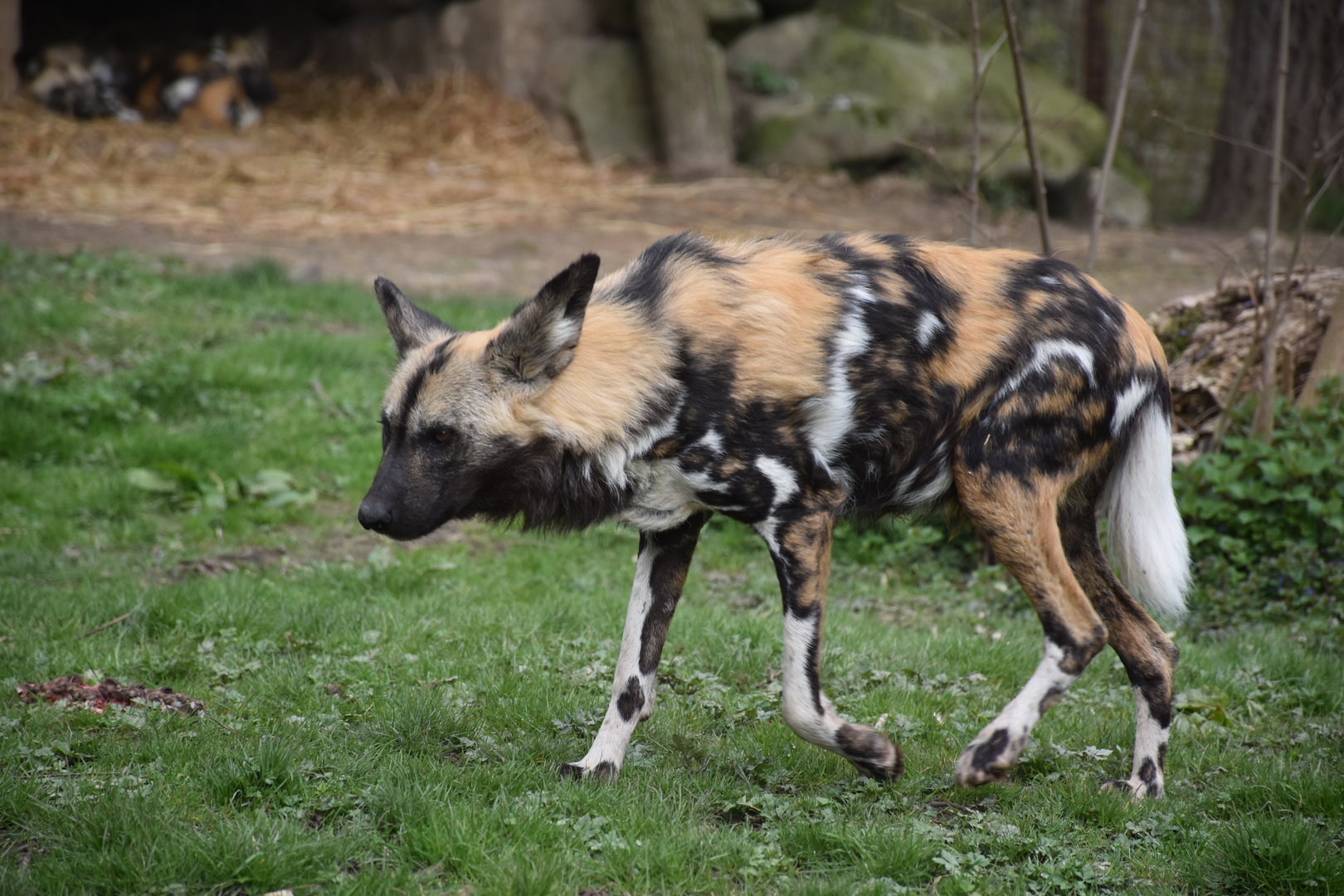 African wild dog