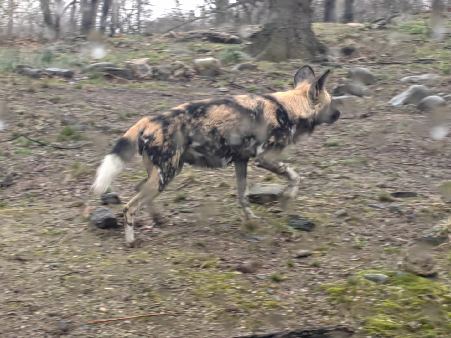 African wild dog