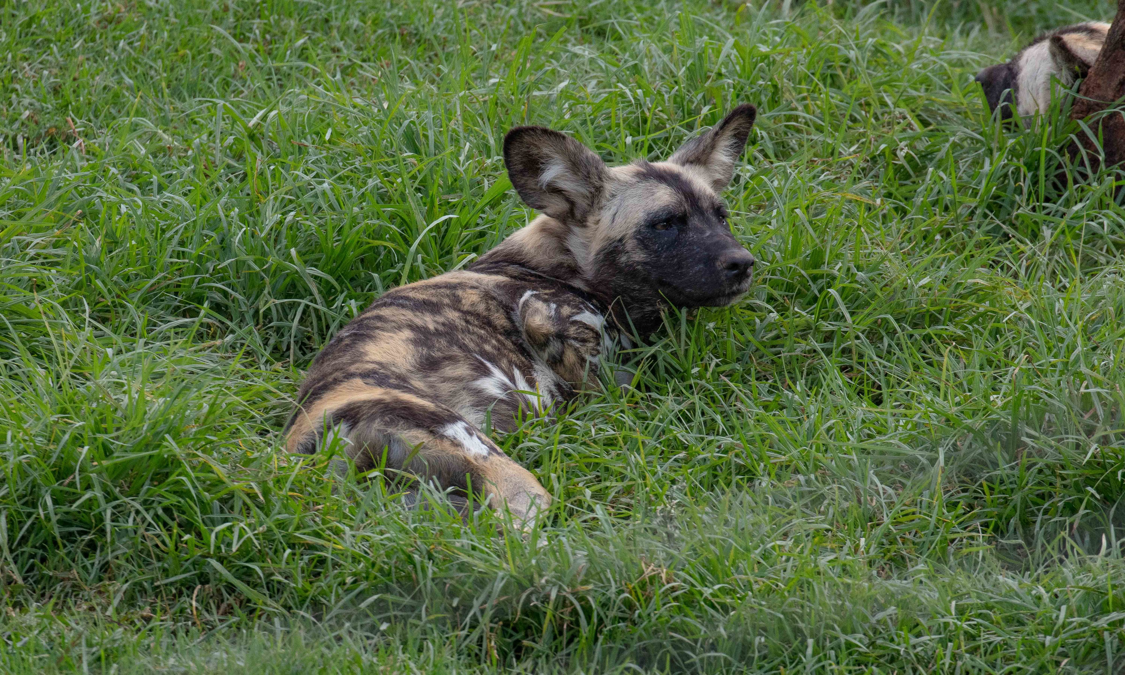 African Wild Dog
