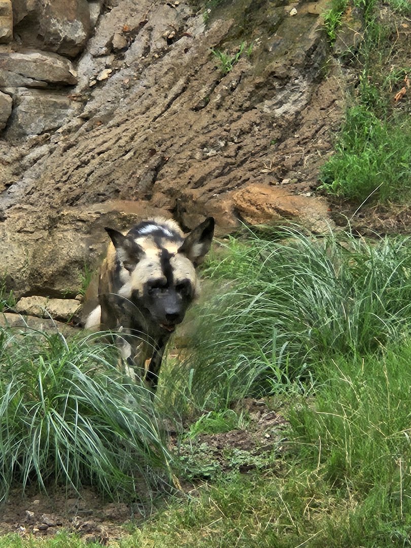 African wild dog