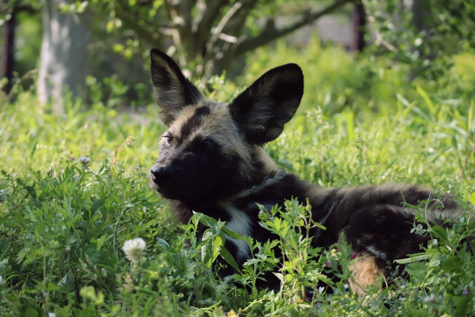 African Wild Dog