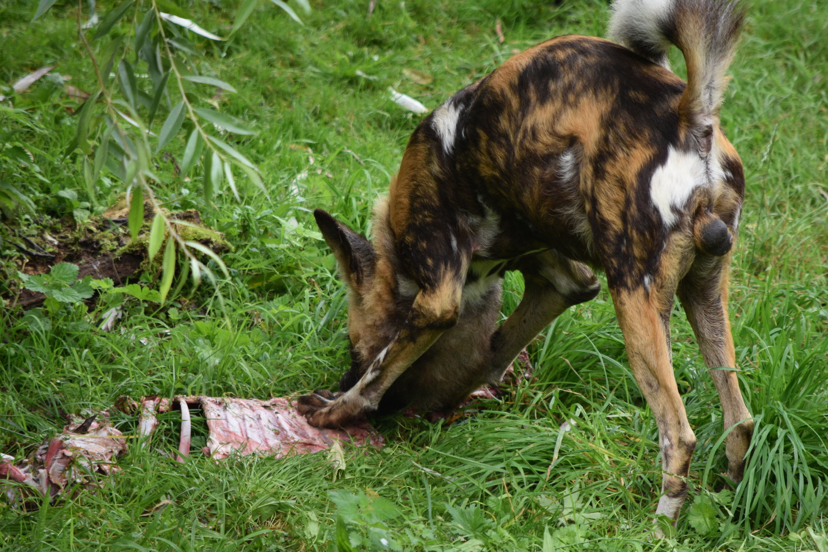 African Wild Dog