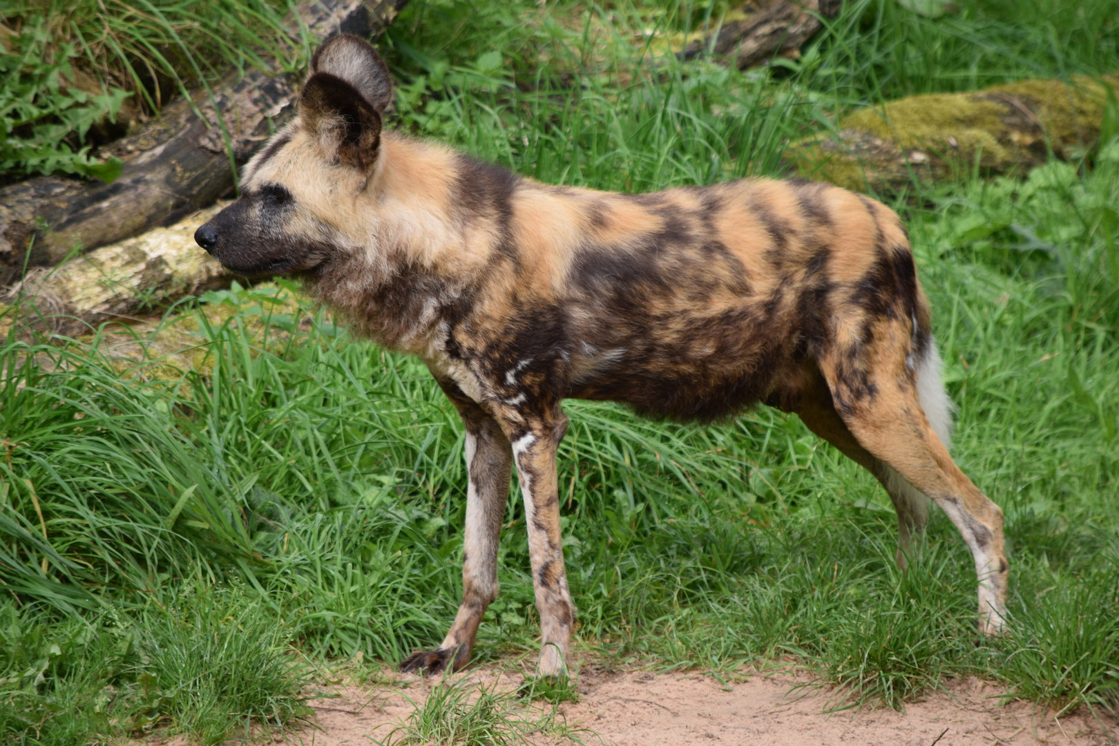 African Wild Dog