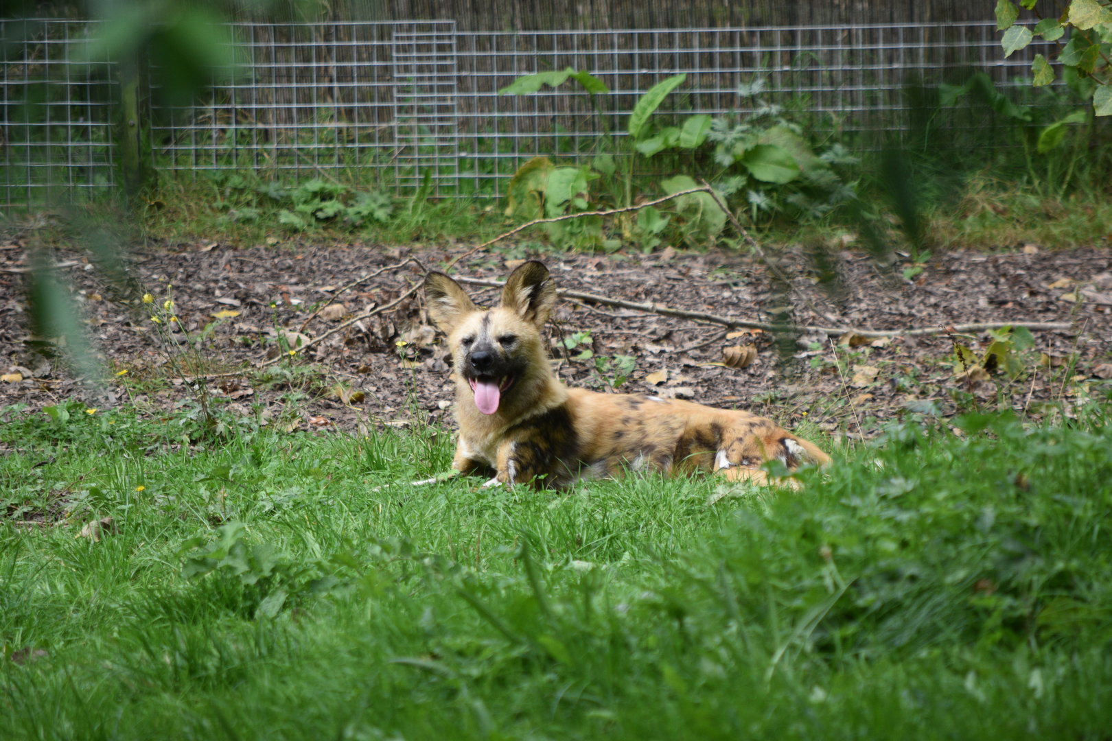 African Wild Dog