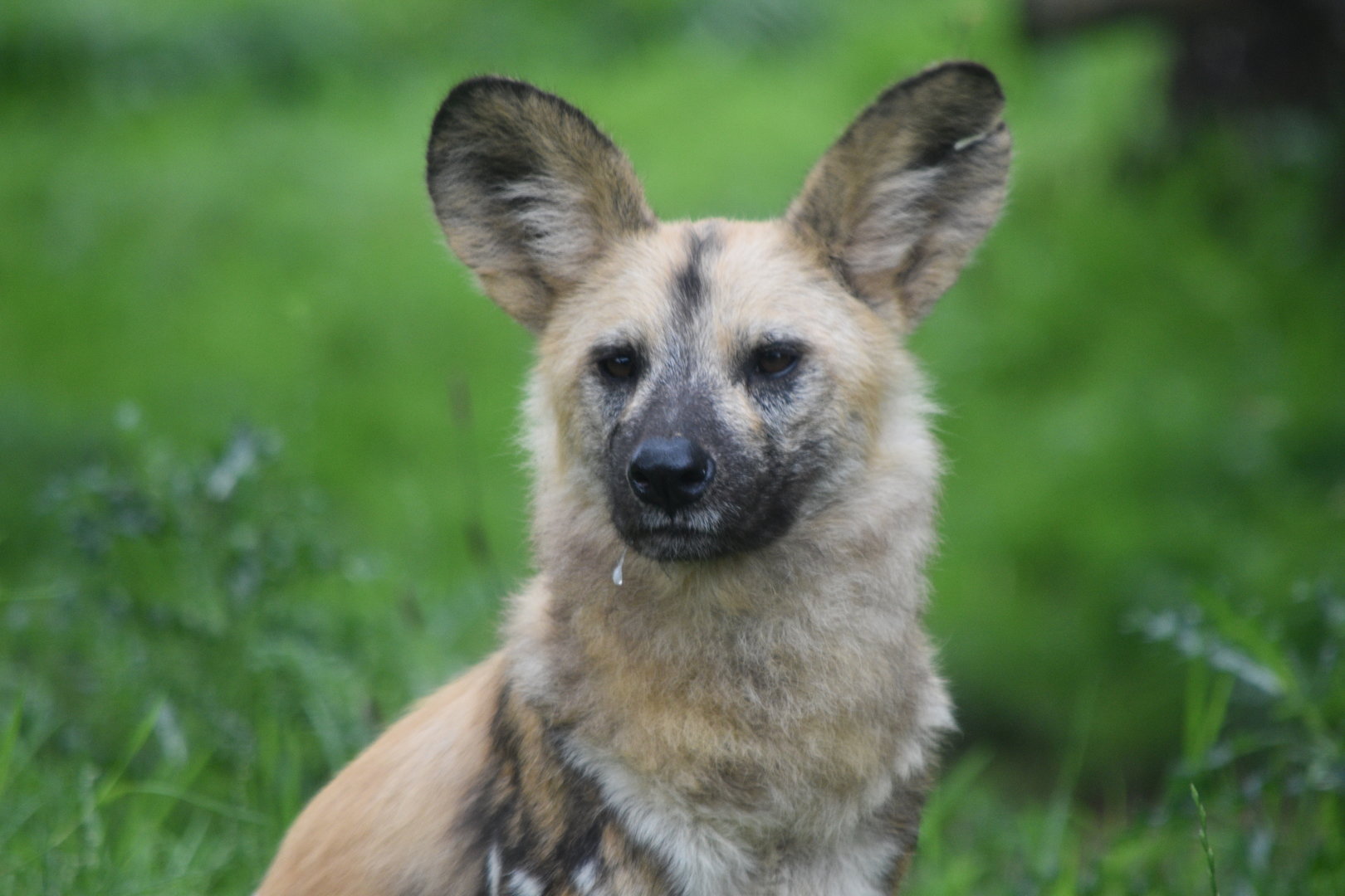 African Wild Dog