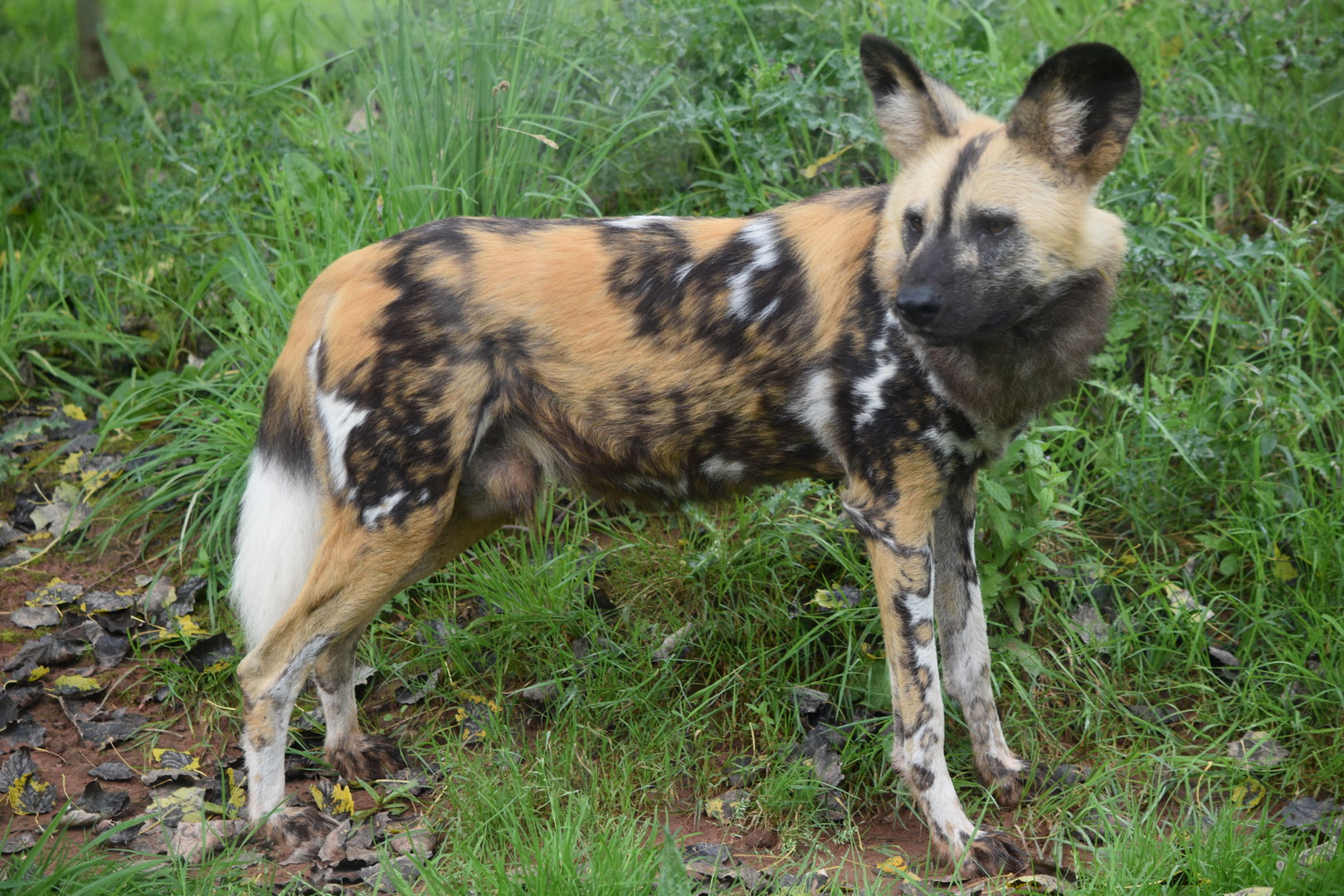 African Wild Dog