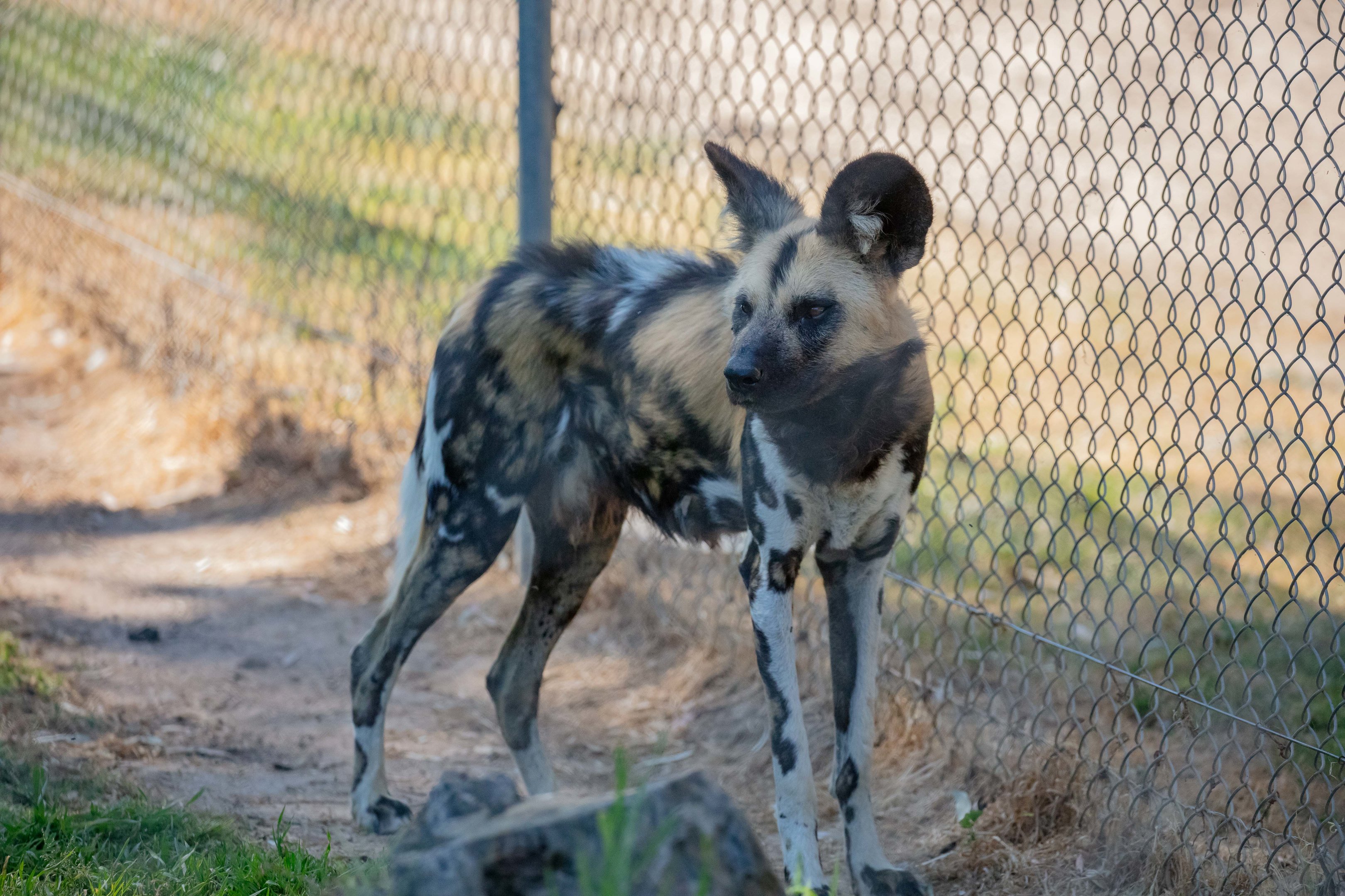 African Wild Dog
